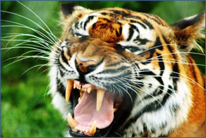 Wildlife of Rajasthan: Tiger